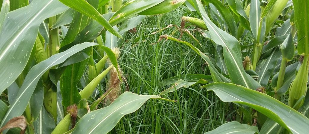 De opmars van knolcyperus