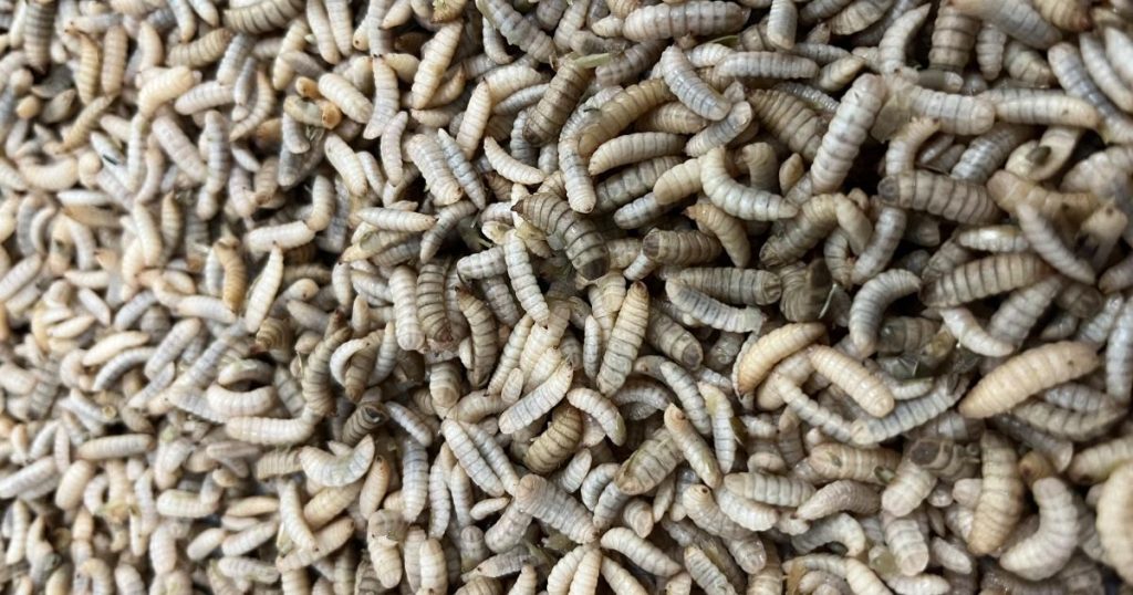 insecten
