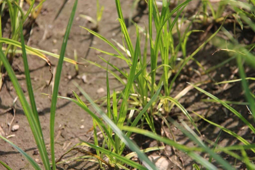 De opmars van knolcyperus