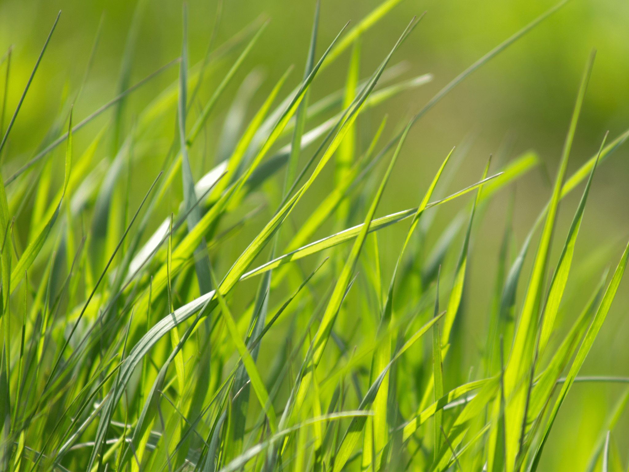 GrasFocus