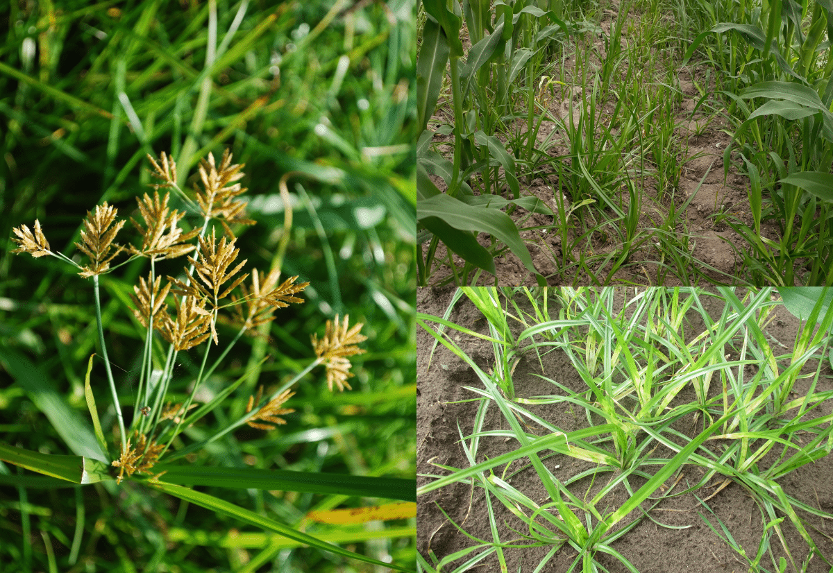 Studienamiddag: Hoe bestrijden we knolcyperus samen als sector?