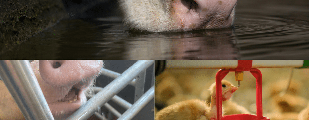 Themadag: Water onder de loep in de veehouderij