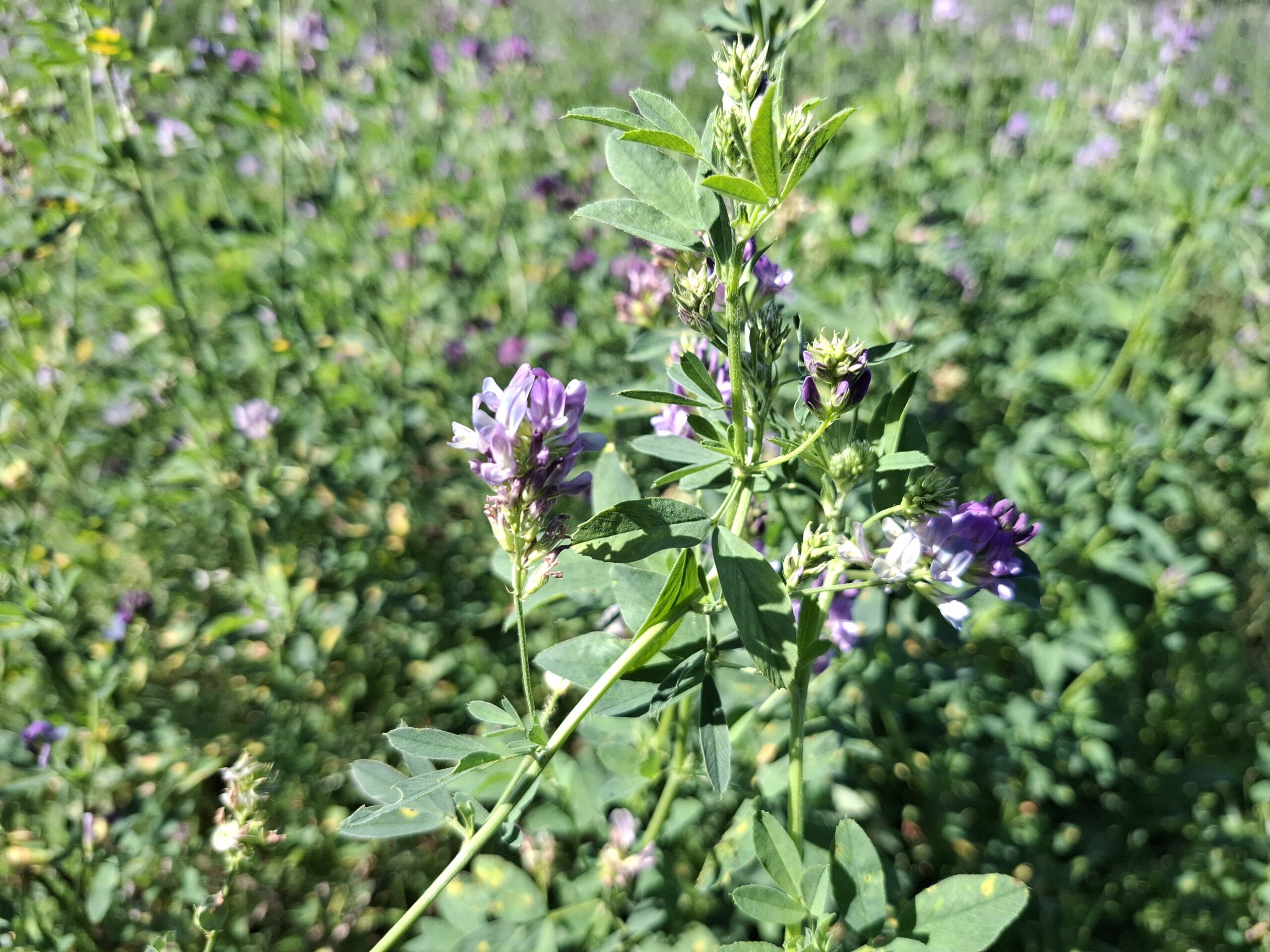 Webinar: Vruchtwisseling hand in hand met IPM