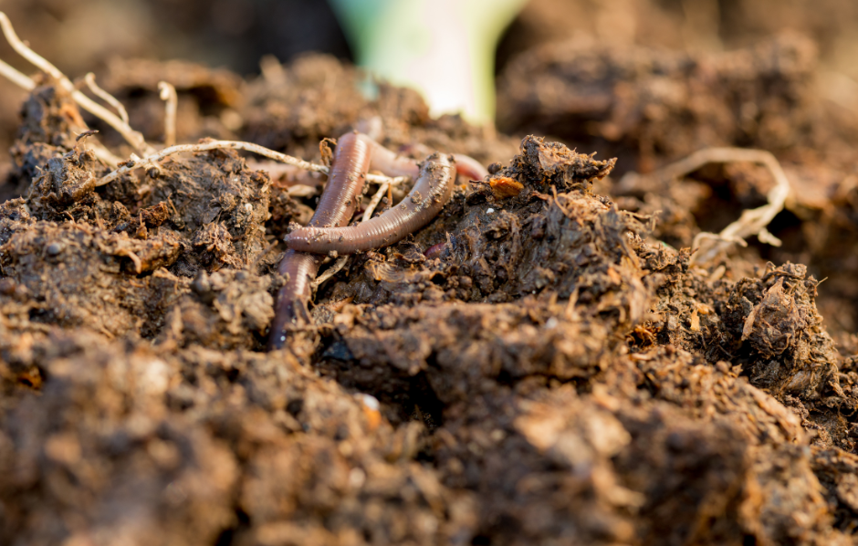 Workshop: Valorisatie biomassa uit landschapsbeheer (Kinrooi)