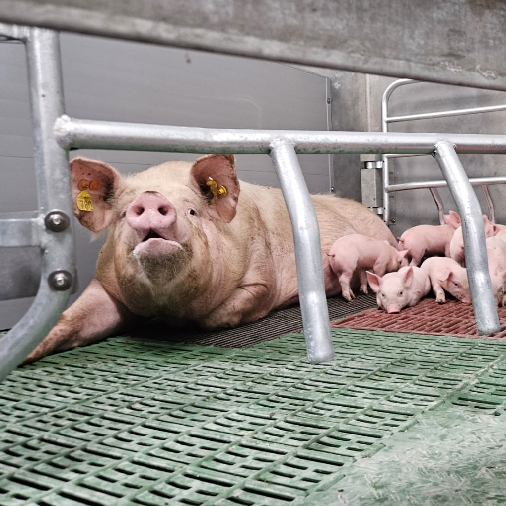 Dagontmesting bij kraamzeugen