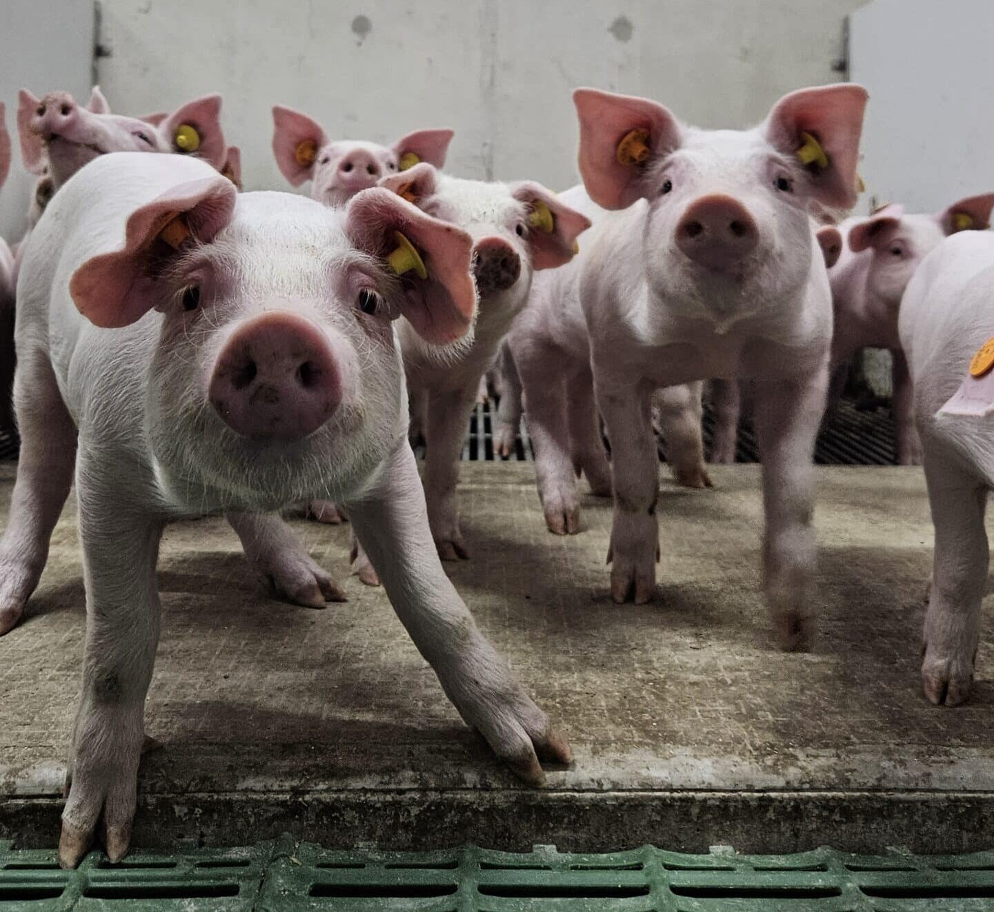 Demonamiddag - Toekomstgericht varkenshouden