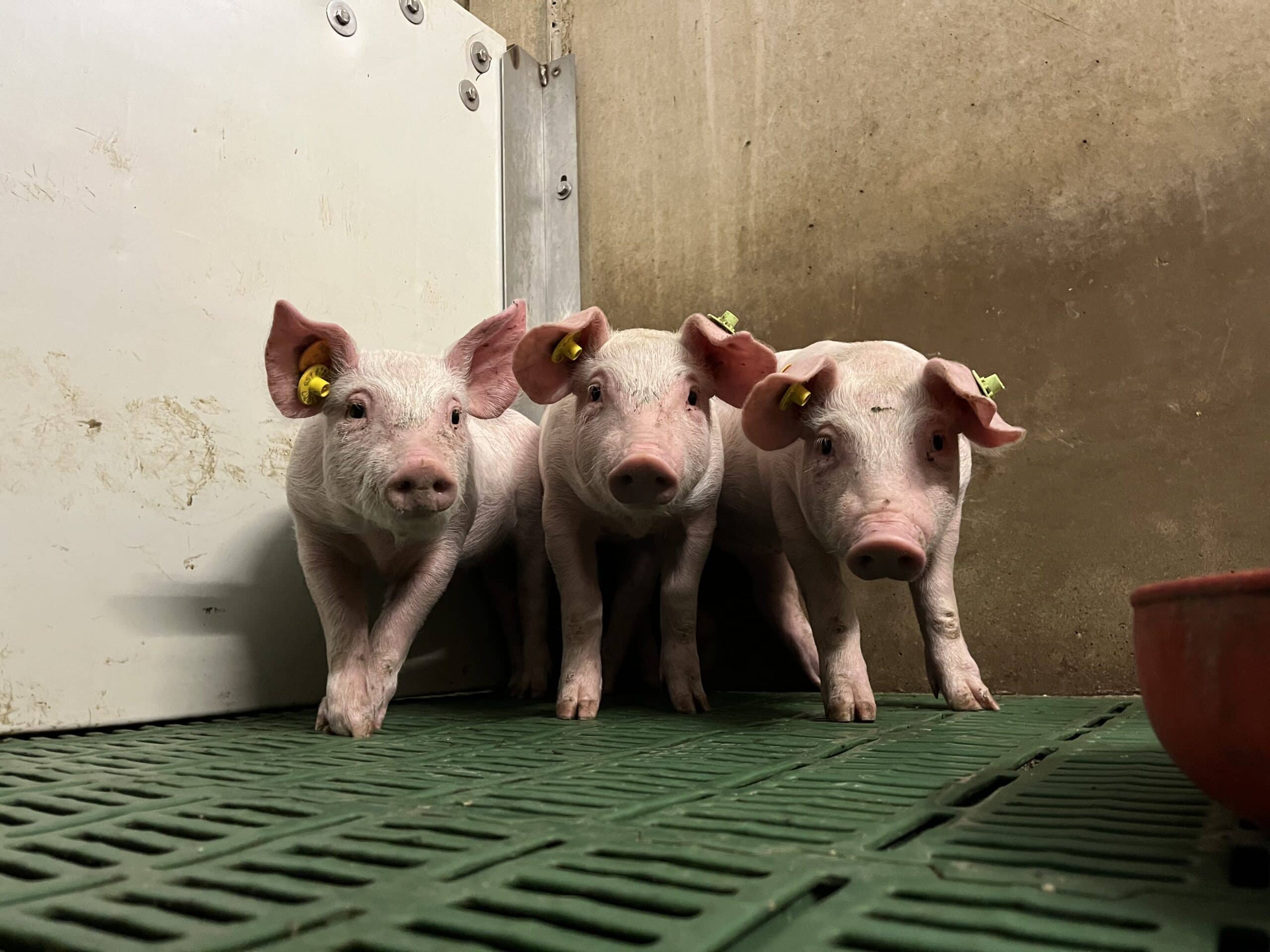 Studiedag - Klimrek varkens