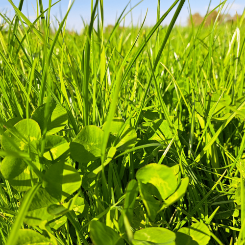 Grass clover Grasklaver