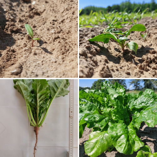 Fodder beet Voederbieten